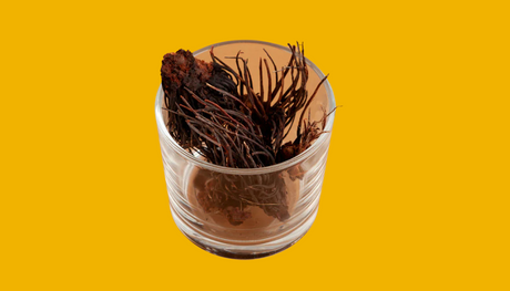 Rhodiola Wurzel im Glas - Adaptogen